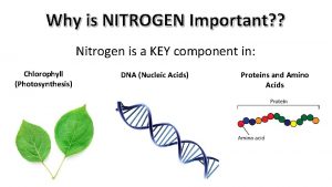 Why is NITROGEN Important Nitrogen is a KEY