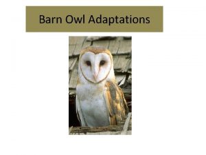 Barn Owl Adaptations Eyesight Large Eyes Eyes do