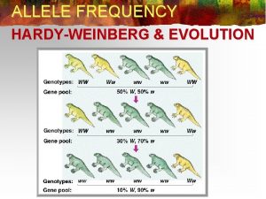 ALLELE FREQUENCY HARDYWEINBERG EVOLUTION HARDY WEINBERG n n