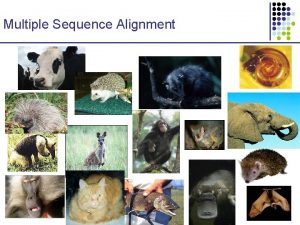 Multiple Sequence Alignment Evolution at the DNA level