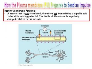 Resting Membrane Potential A neuron that is not