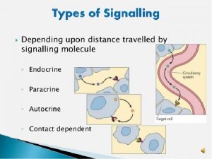 Autocrine signaling In autocrine signaling a cell signals