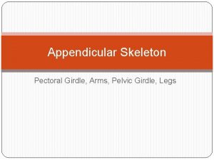 Appendicular Skeleton Pectoral Girdle Arms Pelvic Girdle Legs