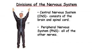 Divisions of the Nervous System Central Nervous System