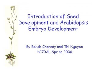 Introduction of Seed Development and Arabidopsis Embryo Development