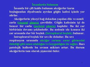 nsanlarda Solunum nsanda bir ift halde bulunan akcierler