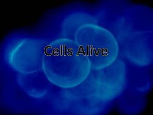 Cells Alive Nucleus The nucleus is an enclosed