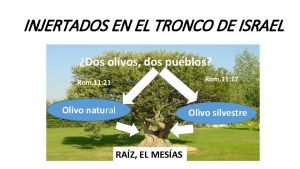 INJERTADOS EN EL TRONCO DE ISRAEL Dos olivos