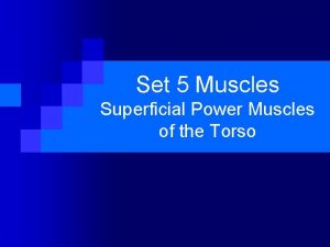 Set 5 Muscles Superficial Power Muscles of the