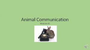 Animal Communication Module 85 Animal Communication Animals clearly