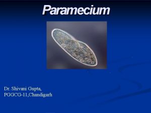 Paramecium Dr Shivani Gupta PGGCG11 Chandigarh Classification Kingdom