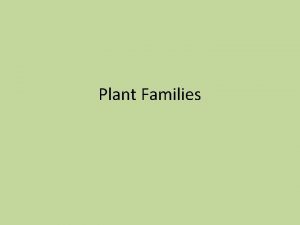 Plant Families Apiaceae Umbelliferae Carrot or Parsley family