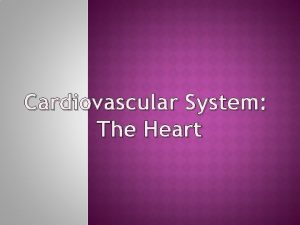 Cardiovascular System The Heart What is the Cardiovascular