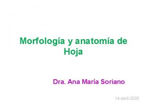 Morfologa y anatoma de Hoja Dra Ana Mara