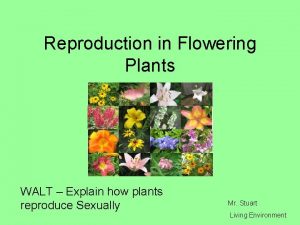 Reproduction in Flowering Plants WALT Explain how plants