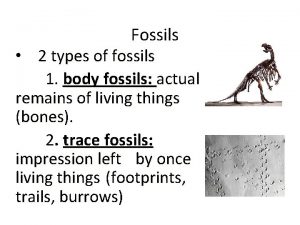 Fossils 2 types of fossils 1 body fossils