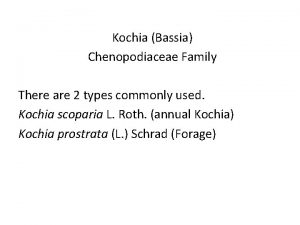 Kochia Bassia Chenopodiaceae Family There are 2 types