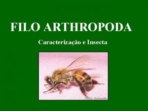 FILO ARTHROPODA Caracterizao e Insecta I CARACTERSTICAS GERAIS