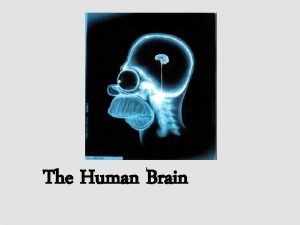 The Human Brain Cerebrum The largest division of