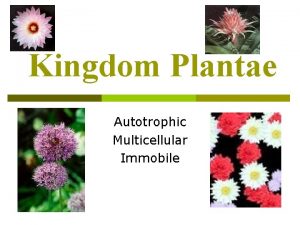 Kingdom Plantae Autotrophic Multicellular Immobile ALL PLANTS ARE