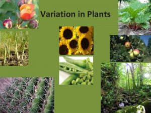 Variation in Plants What are Plants Eukaryotic Multicellular