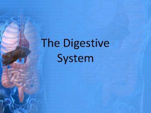 The Digestive System Components Esophagus Stomach Small Intestine