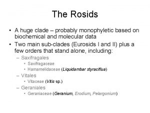 The Rosids A huge clade probably monophyletic based