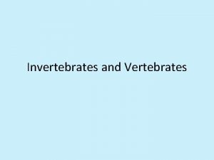 Invertebrates and Vertebrates Invertebrates 1 Body symmetry Some