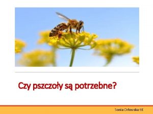 Czy pszczoy s potrzebne Sonia Orowska 6 E