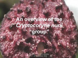 An overview of the Cryptocoryne nurii group Brussels