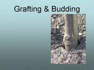 Grafting Budding 1 Definitions Grafting a form of
