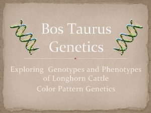 Bos Taurus Genetics Exploring Genotypes and Phenotypes of