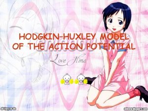 HODGKINHUXLEY MODEL OF THE ACTION POTENTIAL Hodgkin and