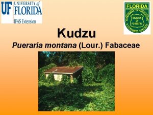 Kudzu Pueraria montana Lour Fabaceae Biology Climbing semiwoody
