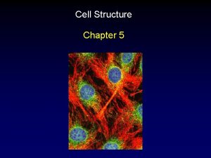 Cell Structure Chapter 5 Outline Cell Theory Cell