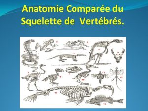 Anatomie Compare du Squelette de Vertbrs fonctions donne