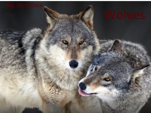 By Mc Kenna Wolves Some Types Arctic wolves