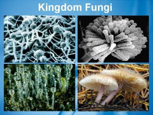 Kingdom Fungi Importance of Kingdom Fungi 1 many