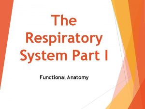 The Respiratory System Part I Functional Anatomy 5