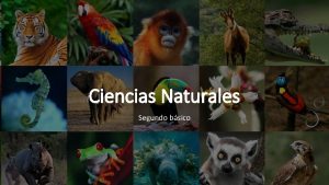 Ciencias Naturales Segundo bsico Presentacin trabajada clase online