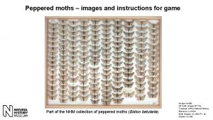 Peppered moths images and instructions for game Part