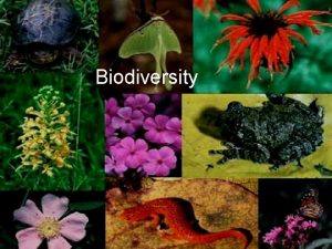 Biodiversity What is Biodiversity Biological Diversity Number and