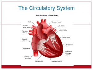 The Circulatory System Function of the Circulatory System