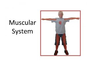 Muscular System How do muscles work Muscles cant