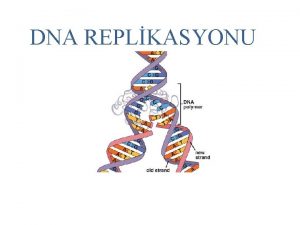 DNA REPLKASYONU Blnmelerden sonra hcrede genetik devamlln salanmas