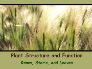 Plant Structure and Function Roots Stems and Leaves