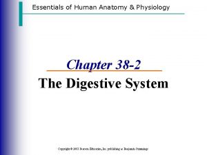 Essentials of Human Anatomy Physiology Chapter 38 2