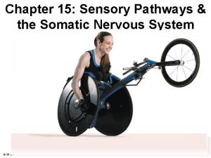 Chapter 15 Sensory Pathways the Somatic Nervous System
