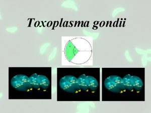 Toxoplasma gondii Toxoplasma gondii is one of the