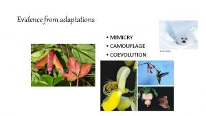 Evidence from adaptations MIMICRY CAMOUFLAGE COEVOLUTION MIMICRY One